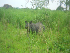 Rhinoceros unicornis