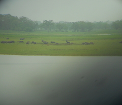 Rhinoceros unicornis