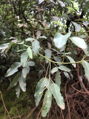 Heteromorpha arborescens