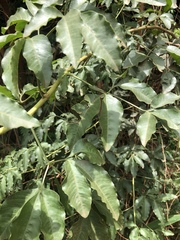 Heteromorpha arborescens abyssinica