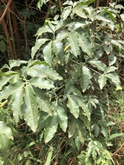 Heteromorpha arborescens abyssinica