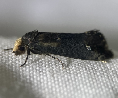 Pelecystola nearctica