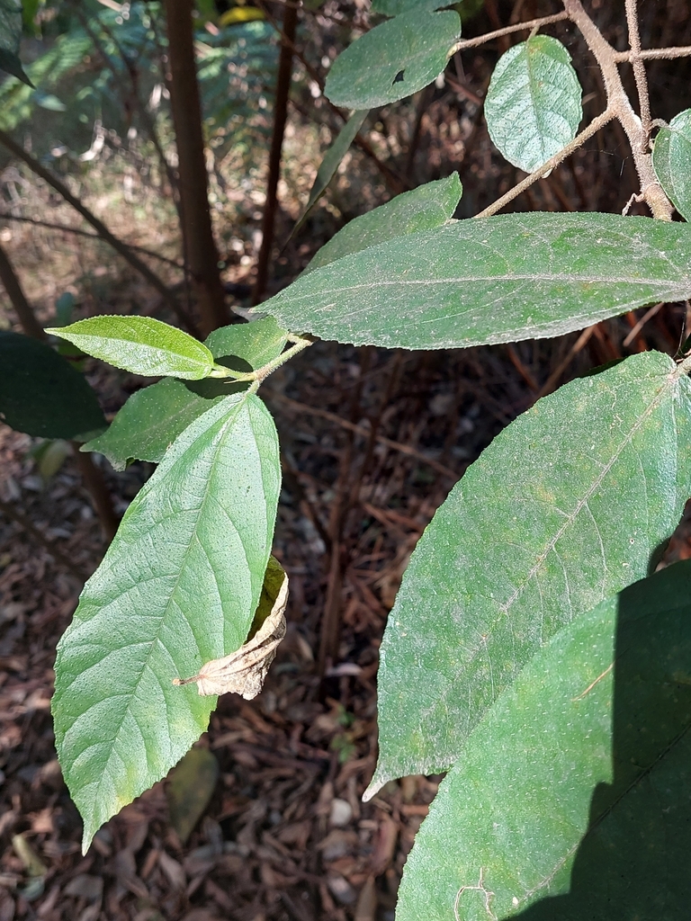 creek sandpaper fig from Beecroft NSW 2119, Australia on August 12 ...