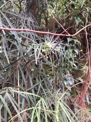 Maerua rosmarinoides