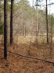 Pseudacris collinsorum