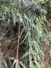 Maerua rosmarinoides