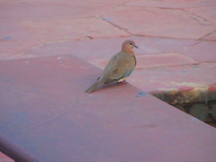 Streptopelia senegalensis