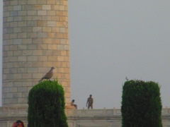 Streptopelia senegalensis