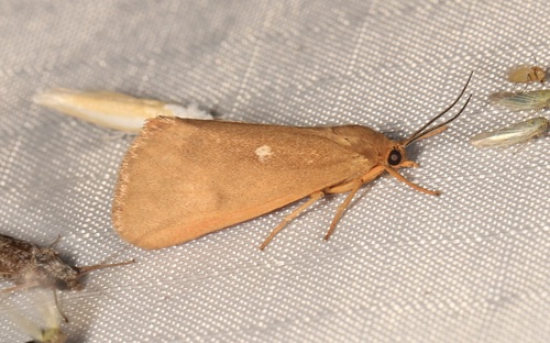 Orange Virbia Moth photo 6