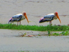 Mycteria leucocephala