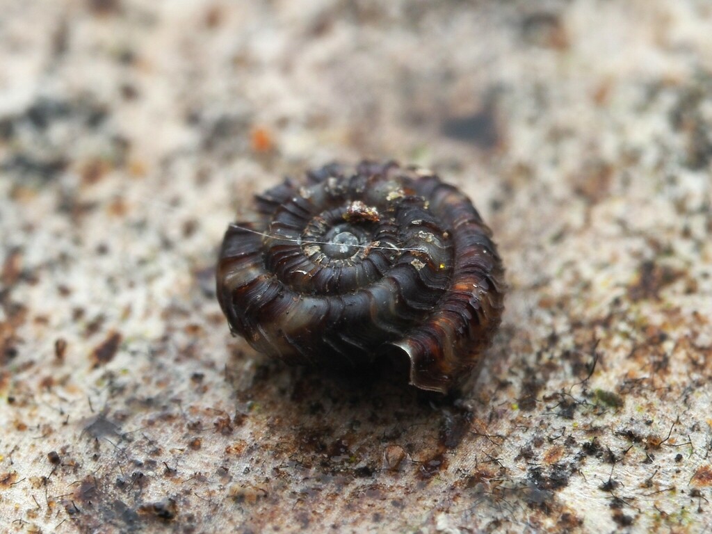 Fectola mira