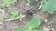Leptodialepis bipartitus