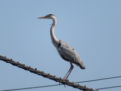 Ardea cinerea