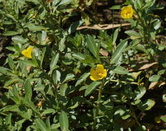 Ludwigia peploides montevidensis
