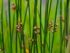 Juncus beringensis