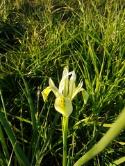 Iris grant-duffii