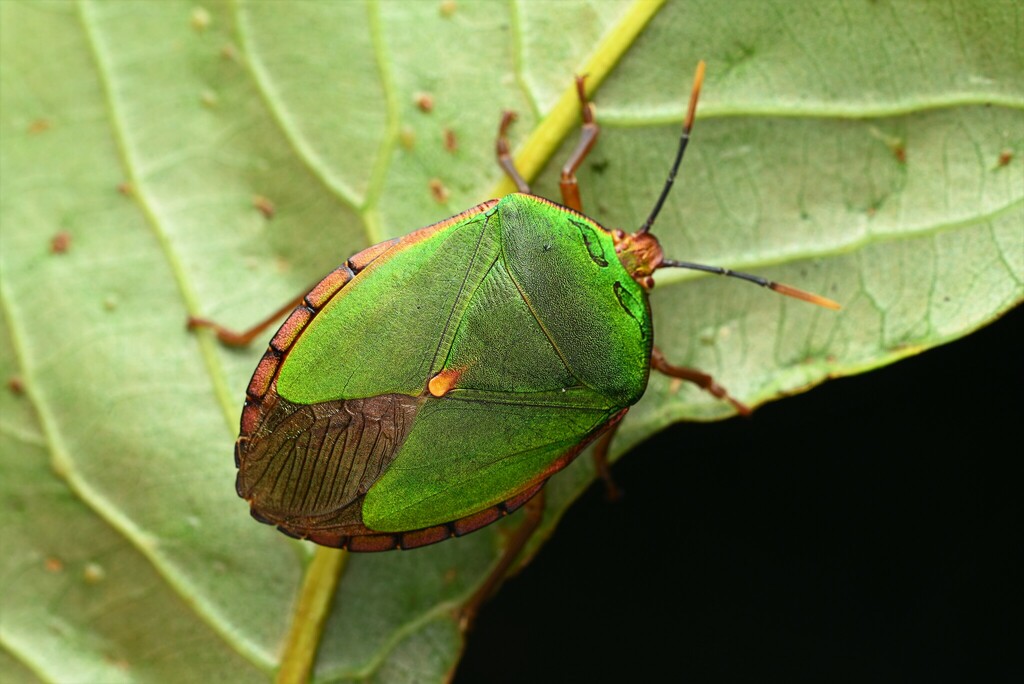 Eusthenimorpha