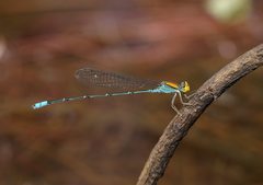 Pseudagrion aureofrons