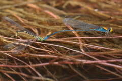 Pseudagrion aureofrons