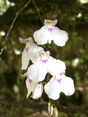 Ionopsis utricularioides