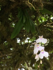 Ionopsis utricularioides