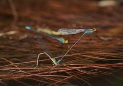 Pseudagrion aureofrons