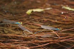Pseudagrion aureofrons