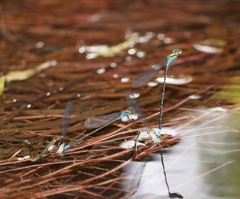 Pseudagrion aureofrons