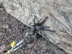 Chaetopelma olivaceum