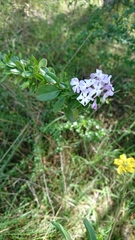 Duranta triacantha