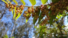 Phyllanthus salviifolius