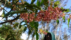 Phyllanthus salviifolius