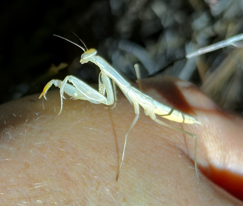 European Mantis from Cleveland National Forest, Descanso, CA, US on ...