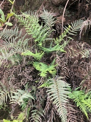 Pityrogramma calomelanos aureoflava