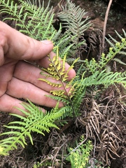 Pityrogramma calomelanos aureoflava