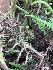 Pityrogramma calomelanos aureoflava