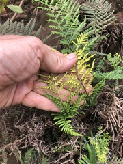 Pityrogramma calomelanos aureoflava