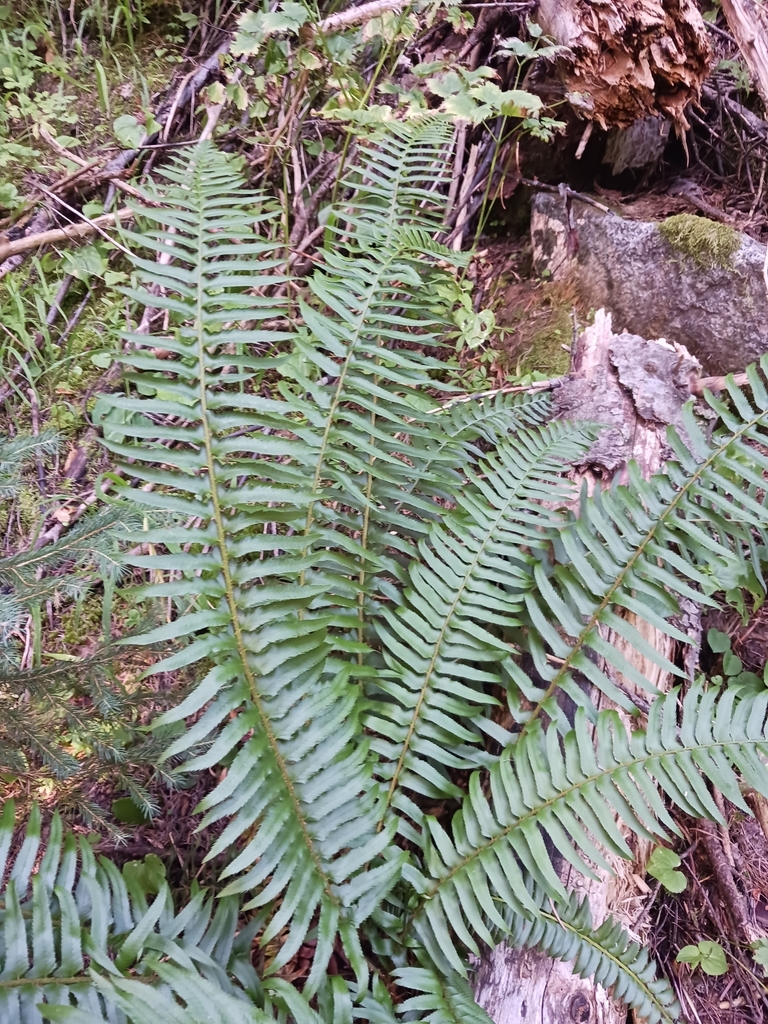 western sword fern from Wallowa County, US-OR, US on August 11, 2023 at ...