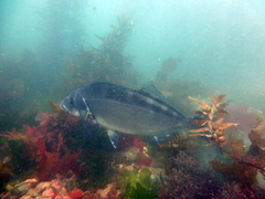 Latridopsis ciliaris