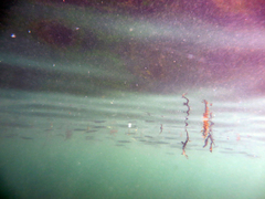 Hyporhamphus ihi