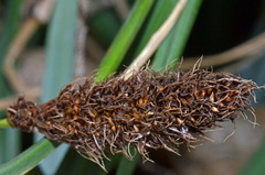 Carex trifida