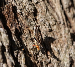 Macrotona securiformis