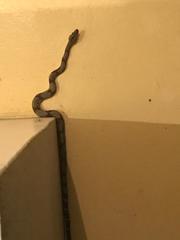 Boa constrictor constrictor