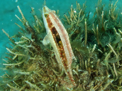 Oxycheilinus bimaculatus