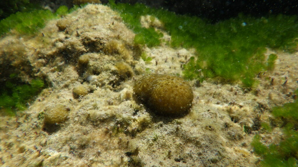 Leptolyngbya hendersonii