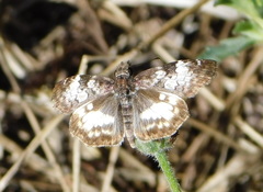 Chiomara georgina georgina