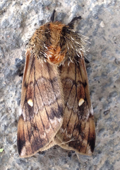 Ormiscodes amphimone