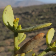 Viscum rotundifolium