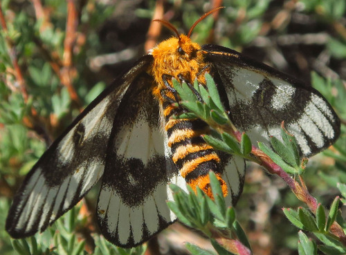 Sagebrush Sheep Moth