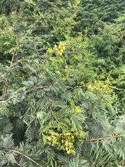 Vachellia natalitia